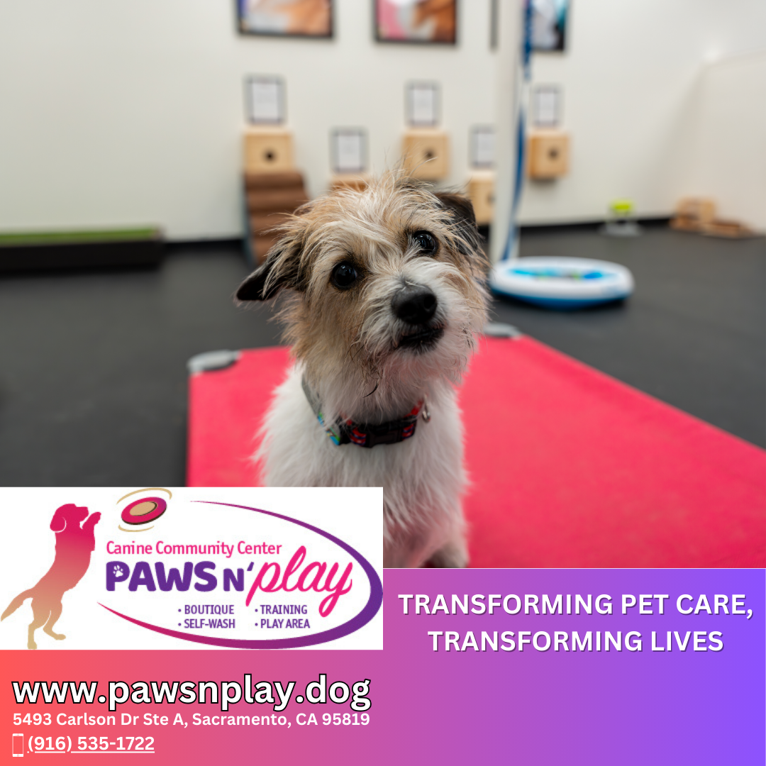 In Home at Paws N' Play Dog Training Consultation