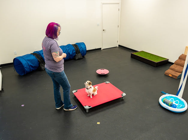 Furry Fundamentals one-on-one dog training