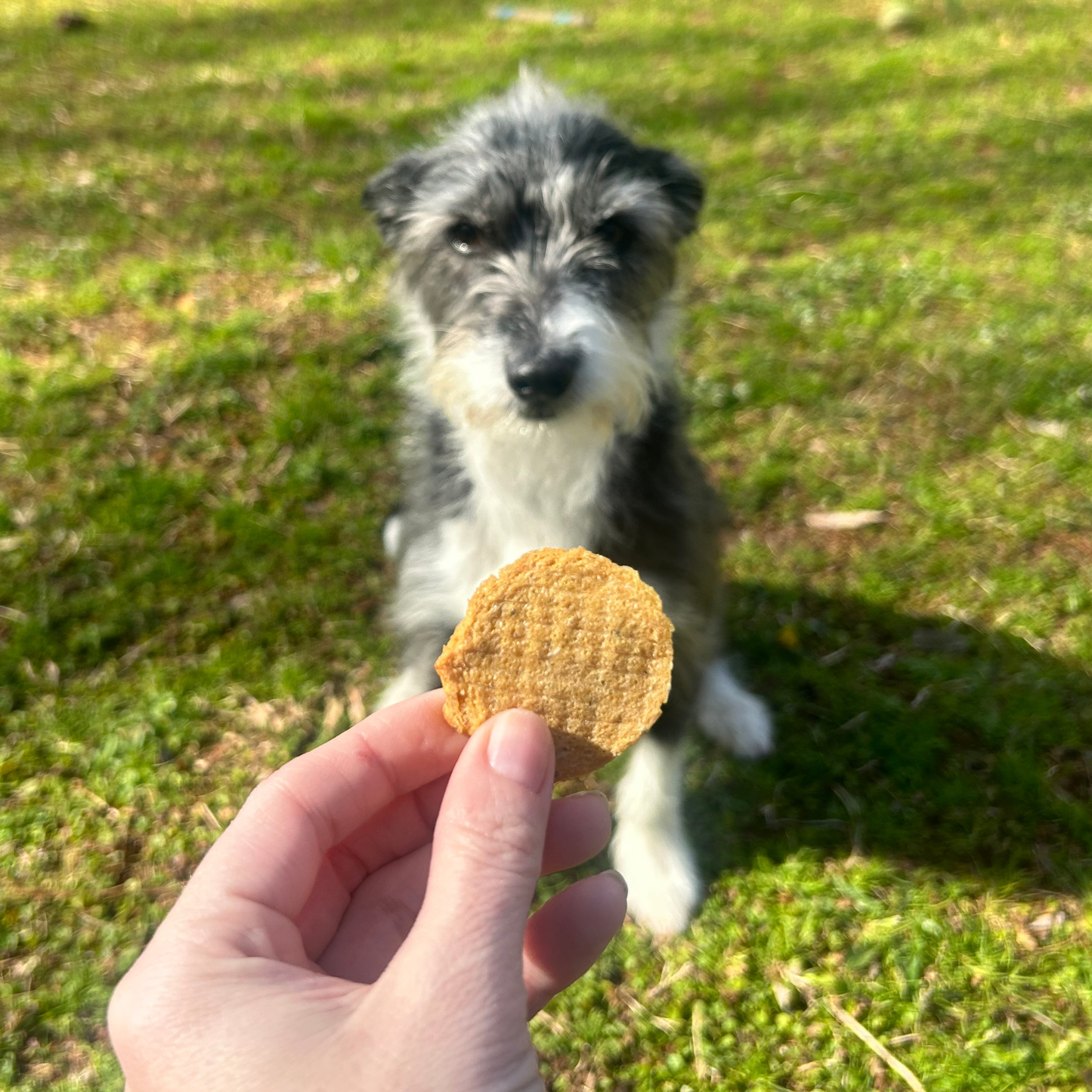Farm to Pet Healthy Dog Treats - Fish Chips Dog Treats