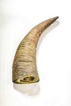 QT Dog, LLC - Gobi Goat Horn