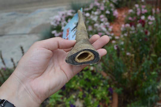 QT Dog, LLC - Gobi Goat Horn