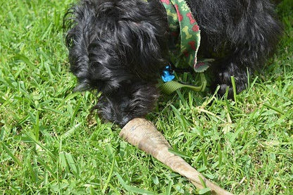 QT Dog, LLC - Gobi Goat Horn