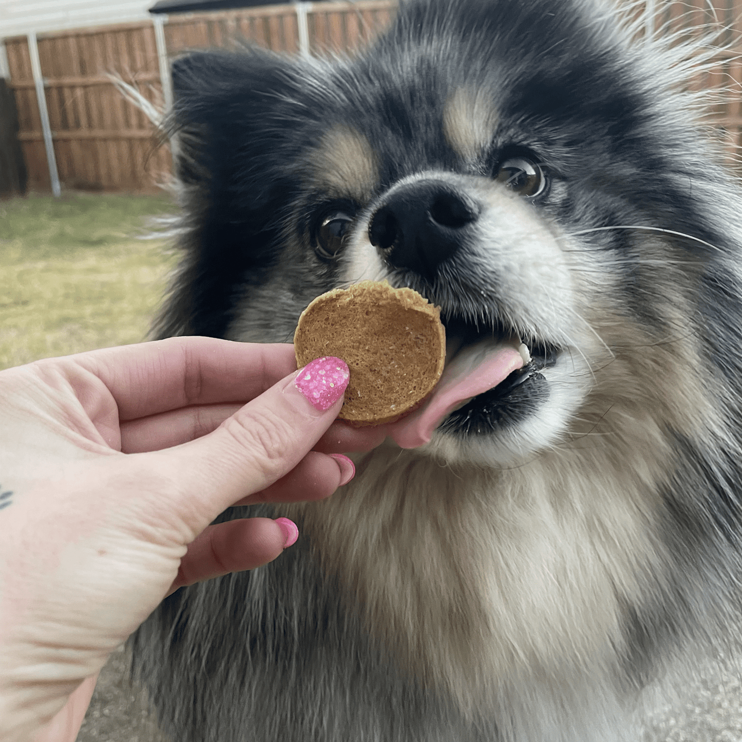 Farm to Pet Healthy Dog Treats - Fish Chips Dog Treats