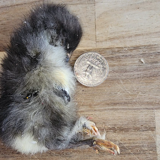 Freeze Dried Dog Treats - Freeze Dried Chicken - Baby (Chicks)