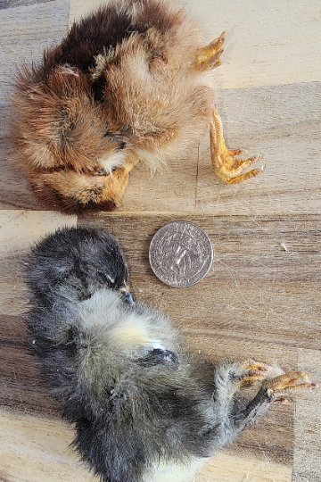 Freeze Dried Dog Treats - Freeze Dried Chicken - Baby (Chicks)