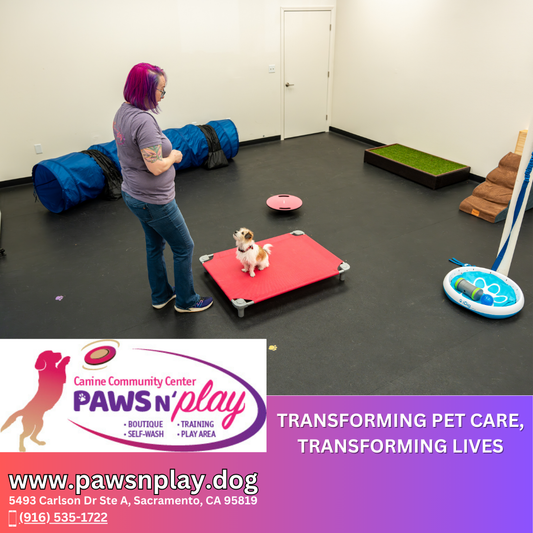 In Store at Paws N' Play Dog Training Consultation