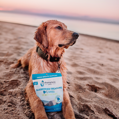 Shameless Pets - Blueberried Treasure Soft Baked Dog Treats