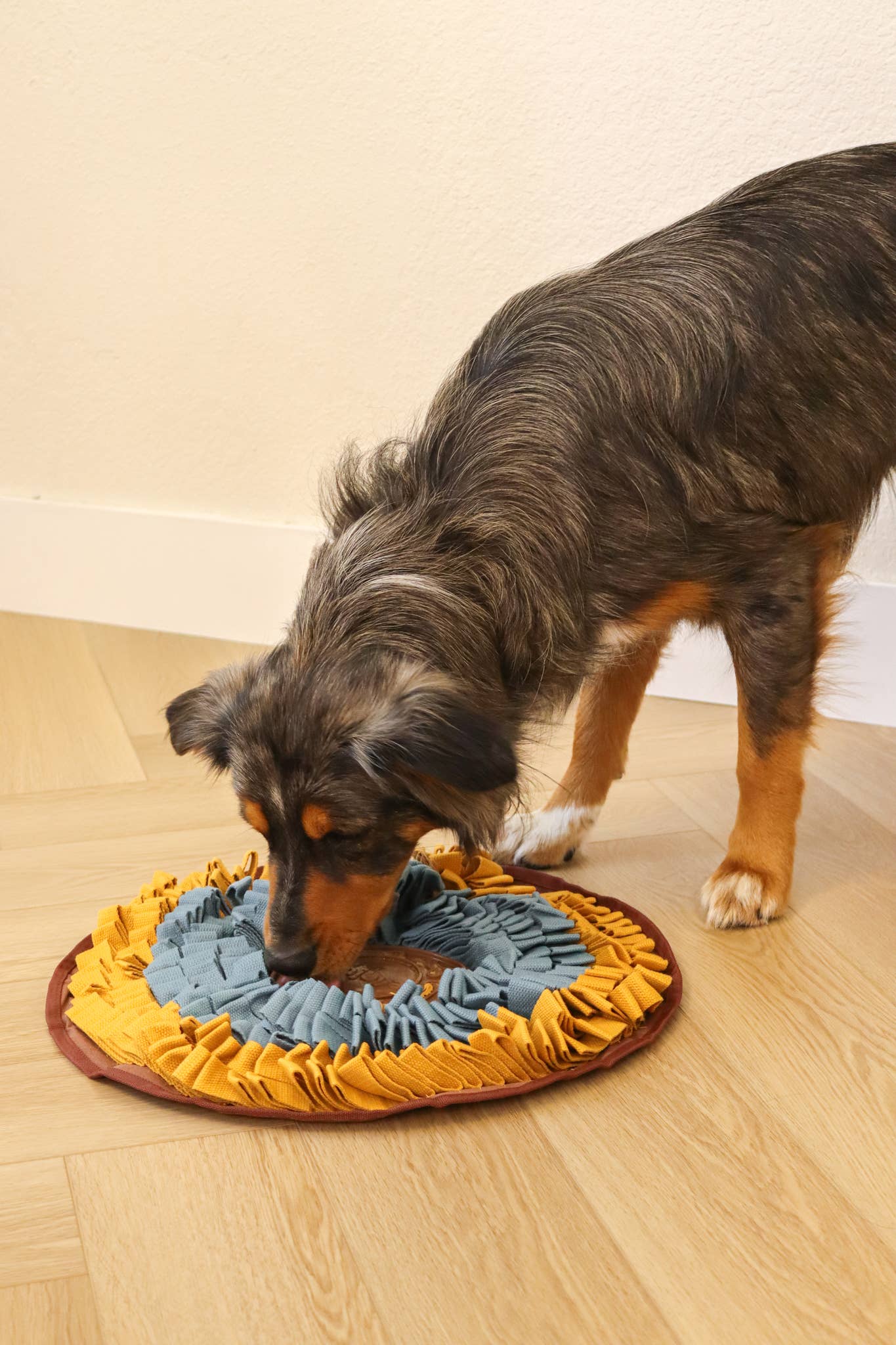 Injoya - Cookie Snuffle Mat - Blue Orange