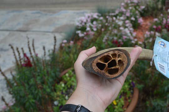 QT Dog, LLC - Gobi Goat Horn