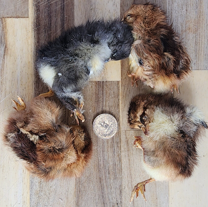 Freeze Dried Dog Treats - Freeze Dried Chicken - Baby (Chicks)