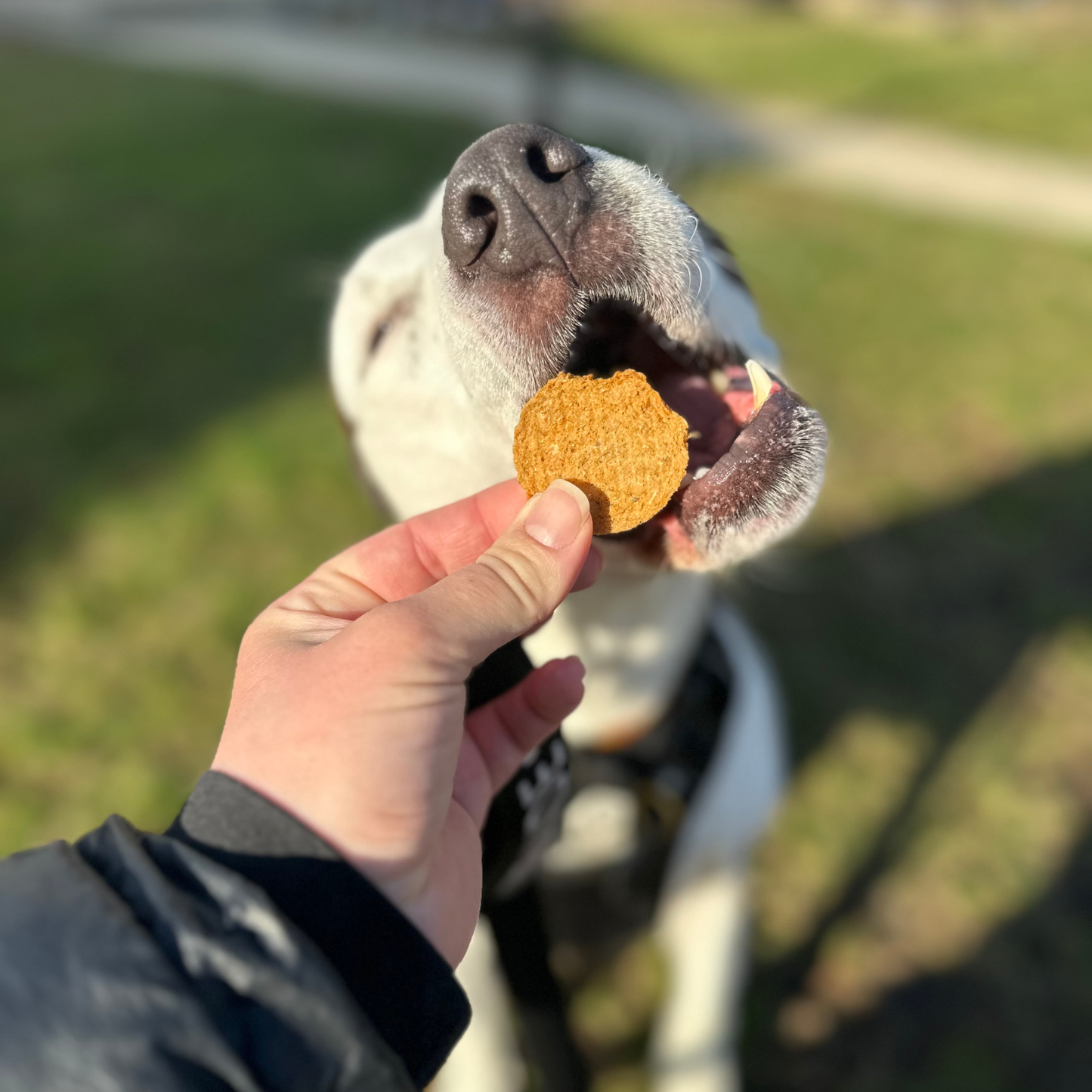 Farm to Pet Healthy Dog Treats - Fish Chips Dog Treats
