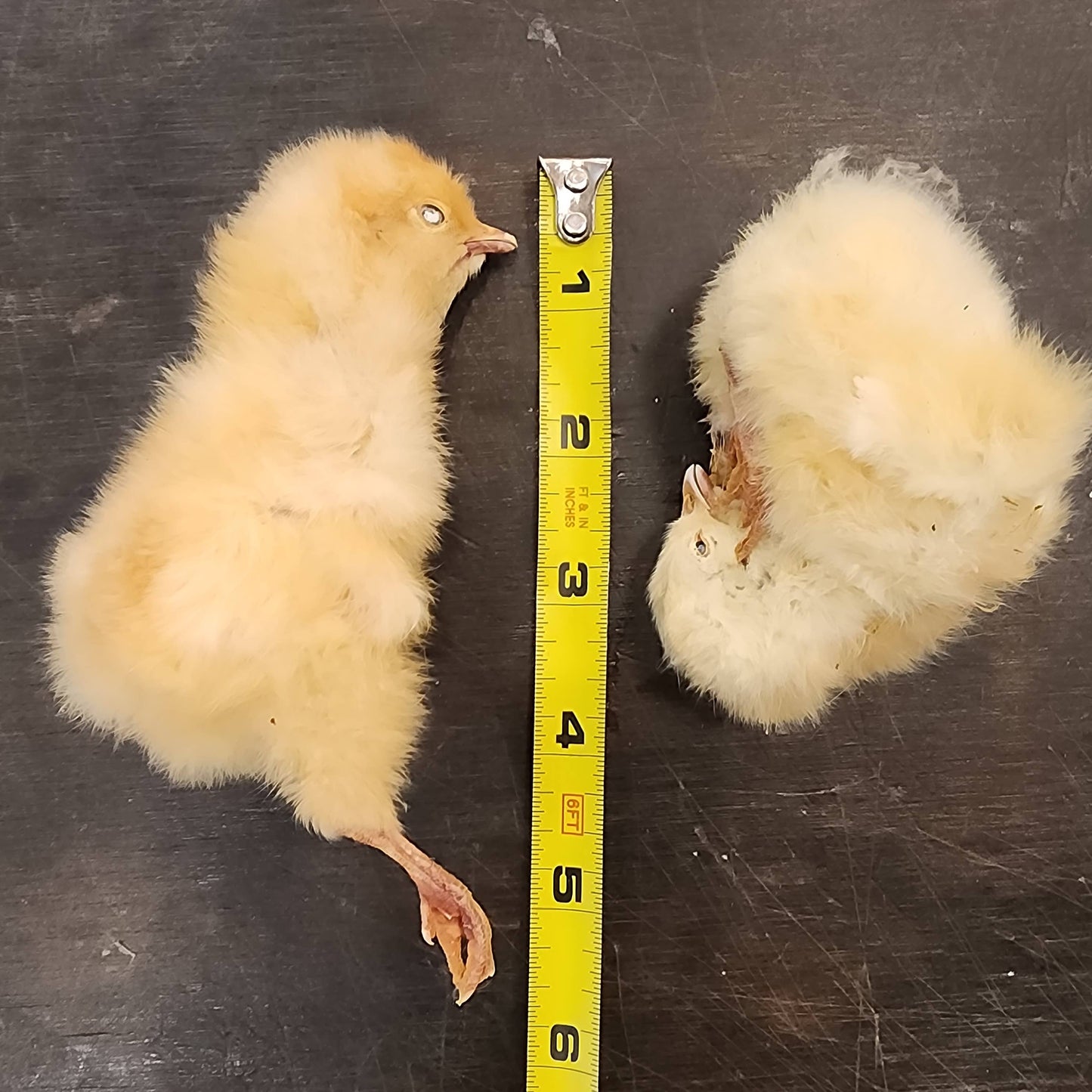 Freeze Dried Dog Treats - Freeze Dried Chicken - Baby (Chicks)