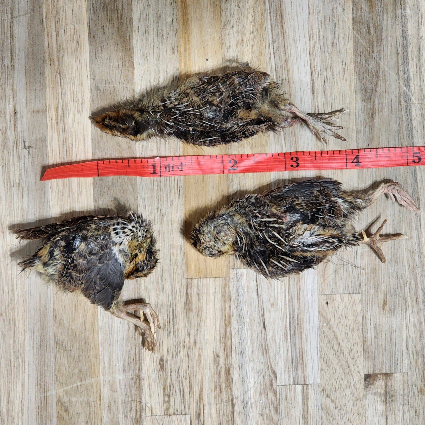 Freeze Dried Dog Treats - Freeze Dried Quail - Small Single