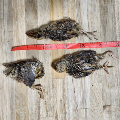 Freeze Dried Dog Treats - Freeze Dried Quail - Small Single