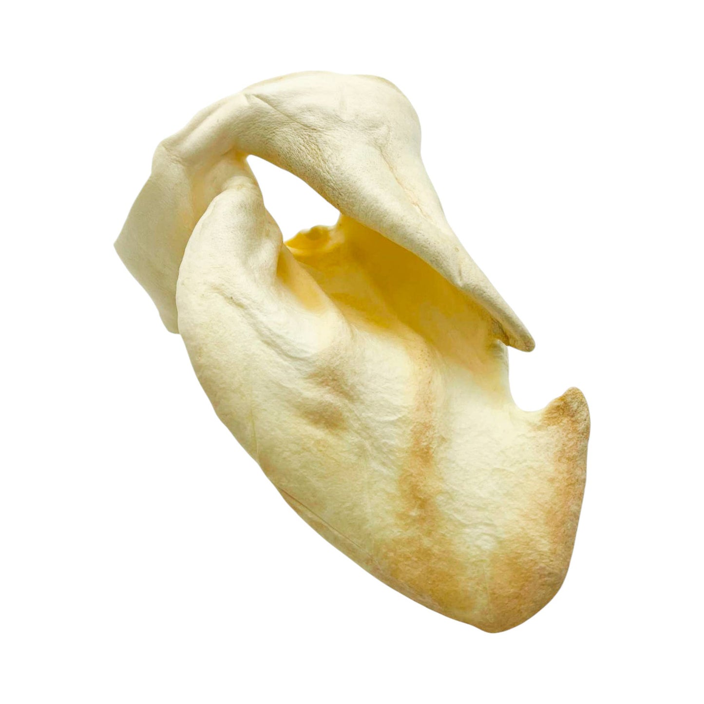 Jojo Modern Pets - All-Natural Single Ingredient Cow Ear Dog Chews (25/Bag)