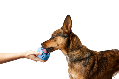 Woof - The Pupsicle - Wholesale Exclusive Color