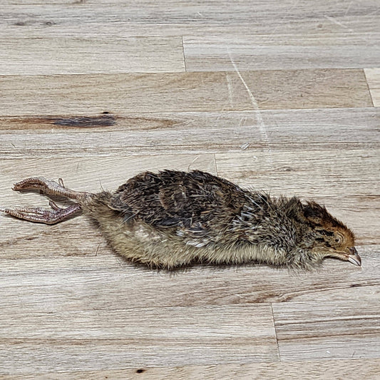 Freeze Dried Dog Treats - Freeze Dried Quail - Small Single