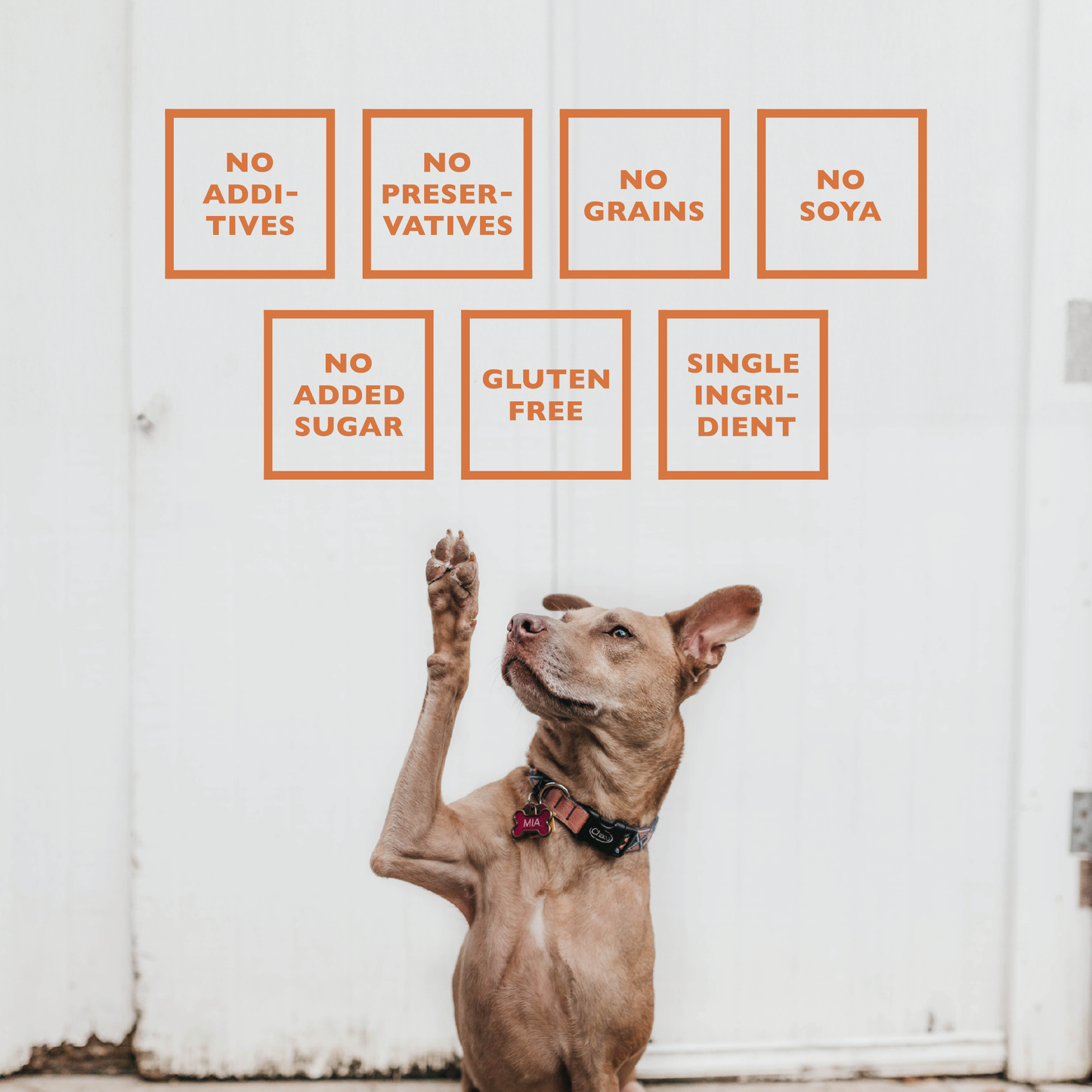 Jojo Modern Pets - All-Natural Premium Lamb Ear Dog Chews (3.5oz Bag)